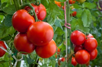 Yüksek tansiyon hastalarında “özel bir domates özütü” tansiyonu düşürüyor