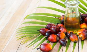 Palm yağı hakkında bilimsel gerçekler
