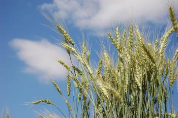 Bizi obez, şeker hastası yapan suçlu genetiği ile oynanmış ekmeklik buğday tohumu mu? 